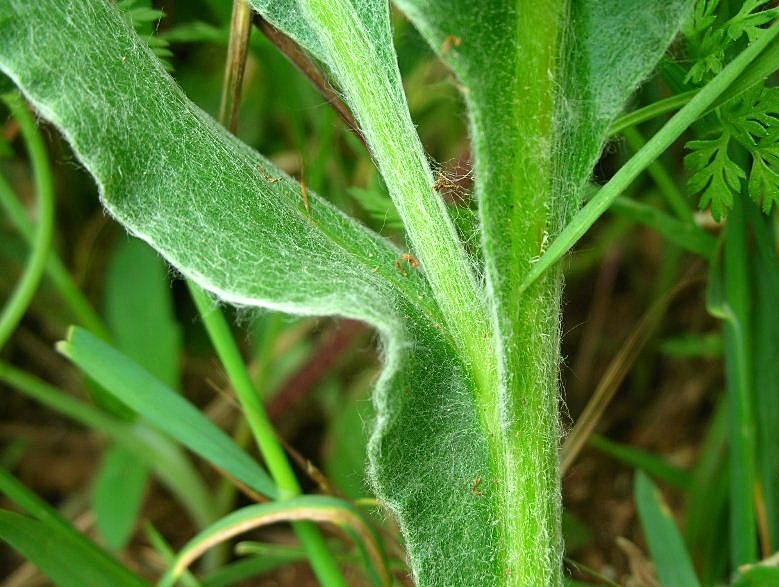 Centaurea triumfettii / Fiordaliso di Trionfetti